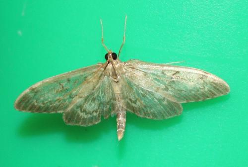 Réf. 236 665 : Anania lancealis